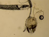 U. pubescens.jpg U. pubescens.jpg