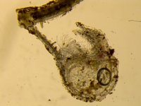 U. rostrata.jpg U. rostrata.jpg