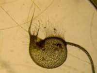 U. dichotoma.jpg U. dichotoma.jpg