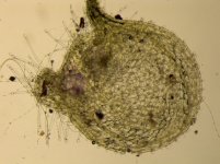 U. calycifida.jpg U. calycifida.jpg
