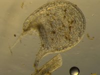 U. nephrophylla.jpg U. nephrophylla.jpg