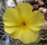 Droso flower.jpg Droso flower.jpg
