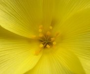 It's yellow.jpg It's yellow.jpg