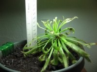 Cape_Sundew_Wide.jpg