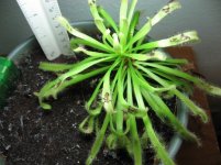 Cape_Sundew_Wide2.jpg