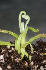 Small Drosera magnifica.jpg Small Drosera magnifica.jpg
