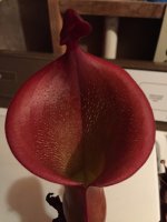IMG_20180703_151407.jpg