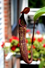 Nepenthes copelandii x A.jpg