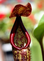 Nepenthes copelandii x A peristome.jpg