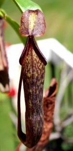 Nepenthes copelandii x A operculum.jpg