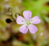 Drosera pulchella bloom 2 .JPG