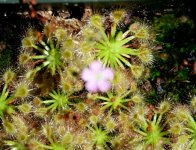 Drosera pulchella.jpg