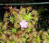 Drosera pulchella lg pic.jpg