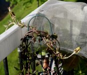 Ceropegia plant 2018.jpg