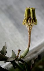 Ceropegia full flower side view.jpg