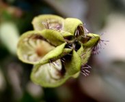 Ceropegia fringes.jpg