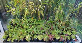 Nepenthes_040818_small.jpg Nepenthes_040818_small.jpg