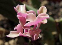 Senecio Articulatus - The Succulent World (3).jpg