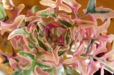 Senecio Articulatus - The Succulent World (2).jpg