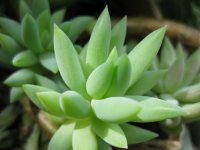 cute_succulent.jpg