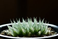 Thesucculentworld.jpg