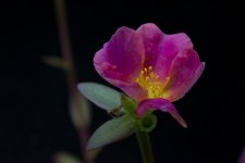 Portulaca Umbraticola cv. Wildfire Mixed - The Succulent World (2).jpg