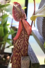 Nep copelandii x B back view.jpg Nep copelandii x B back view.jpg
