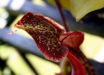 Nep copelandii x B operculum closeup.jpg Nep copelandii x B operculum closeup.jpg