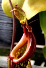 Nep copelandii x B operculum underside.jpg Nep copelandii x B operculum underside.jpg