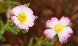 Portulaca_Villosa_-_The_Succulent_World.jpg