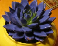 The succulent world (53).jpg