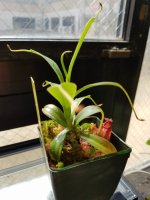 spectabilis x asterolochida.jpg spectabilis x asterolochida.jpg