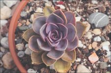 The succulent world.jpg