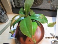 nepenthes.jpg