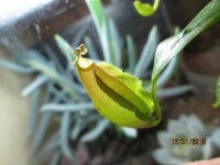 new plant pitcher.jpg