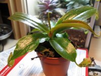 new plant.jpg