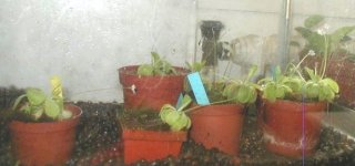 emarginata.JPG