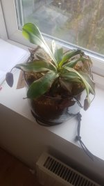 IMG-20181222-WA0011.jpg
