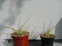 gyps6.JPG