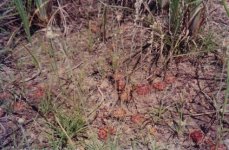 Drosera_0017.jpg Drosera_0017.jpg
