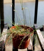 Drimia uniflora.jpg