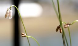 Drimia uniflora Flowers.jpg