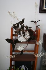 Ludisia blooming 2019.jpg Ludisia blooming 2019.jpg