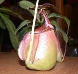 Nbicalcarata.jpg Nbicalcarata.jpg