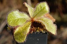schizandra.jpg schizandra.jpg