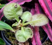 Drosera Andromeda 2019.jpg Drosera Andromeda 2019.jpg