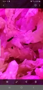 Screenshot_20190504-200446_Gallery.jpg