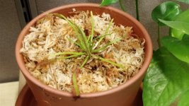 plant5.jpg plant5.jpg