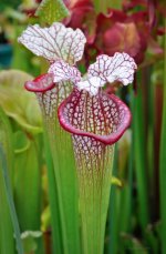 leucophyllaXslack01.jpg