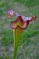 DSC_4505 (853x1280).jpg